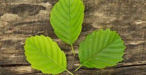 Mulberry Leaf Extract Powder: Health Benefits & Nutritional Profile